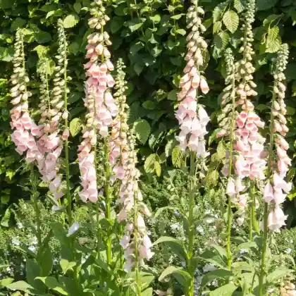 Foto von Fingerhut 'Apricot' (Digitalis purpurea 'Apricot')