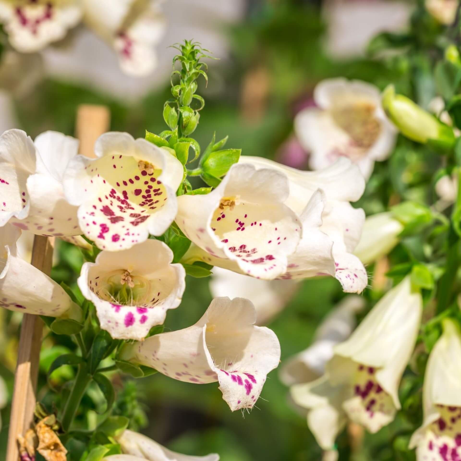 Fingerhut 'Dalmatian Peach' (Digitalis purpurea 'Dalmatian Peach')