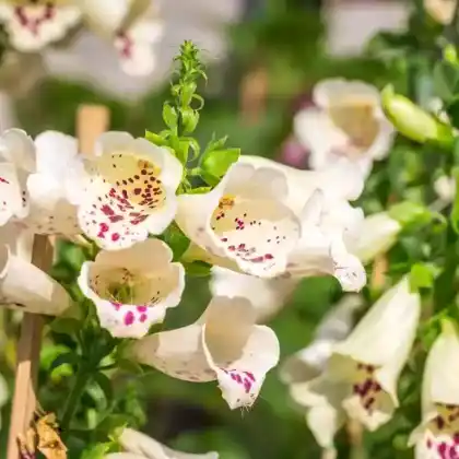 Foto von Fingerhut 'Dalmatian Peach' (Digitalis purpurea 'Dalmatian Peach')
