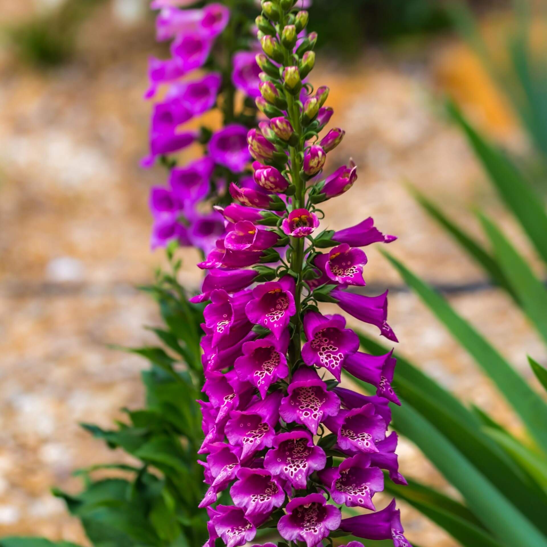 Fingerhut 'Excelsior' (Digitalis purpurea 'Excelsior')