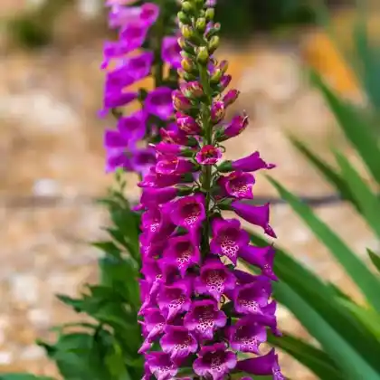 Foto von Fingerhut 'Excelsior' (Digitalis purpurea 'Excelsior')