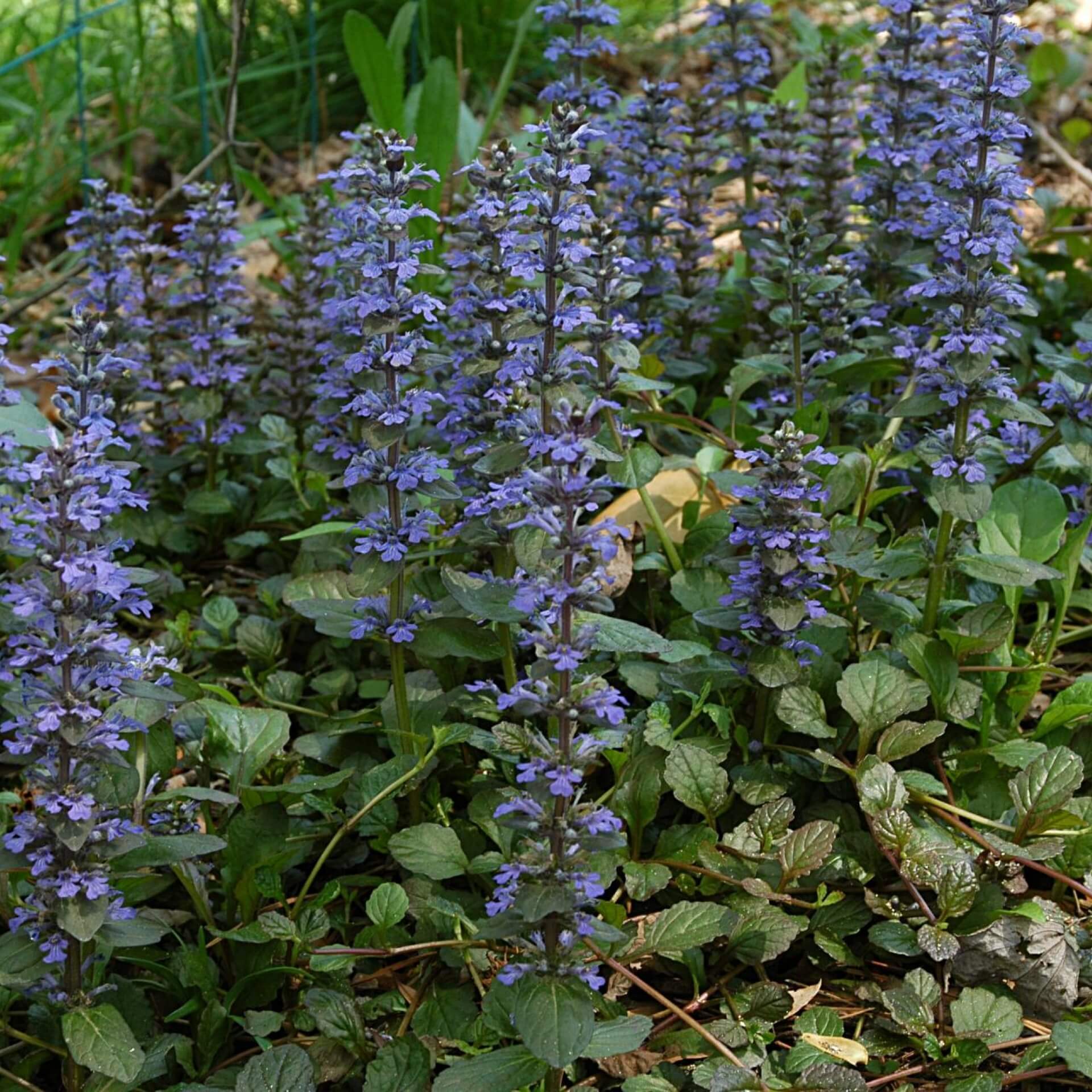 Kriechender Günsel (Ajuga reptans)