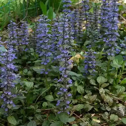 Foto von Kriechender Günsel (Ajuga reptans)