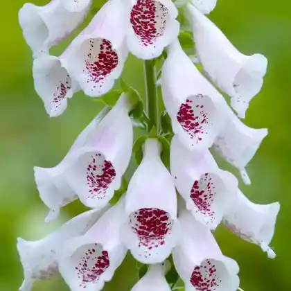 Foto von Fingerhut  'Pam's Choice' (Digitalis purpurea 'Pam's Choice')