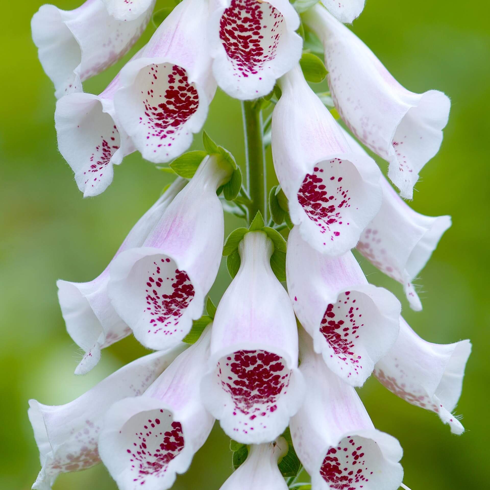 Fingerhut  'Pam`s Choice' (Digitalis purpurea 'Pam`s Choice')