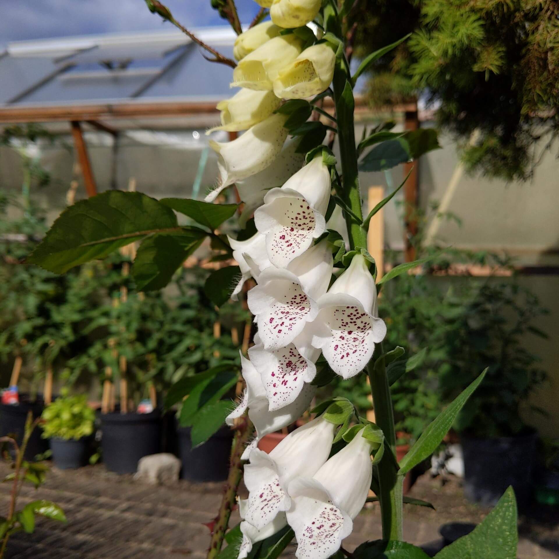 Weißer Fingerhut (Digitalis purpurea var. Albiflora)