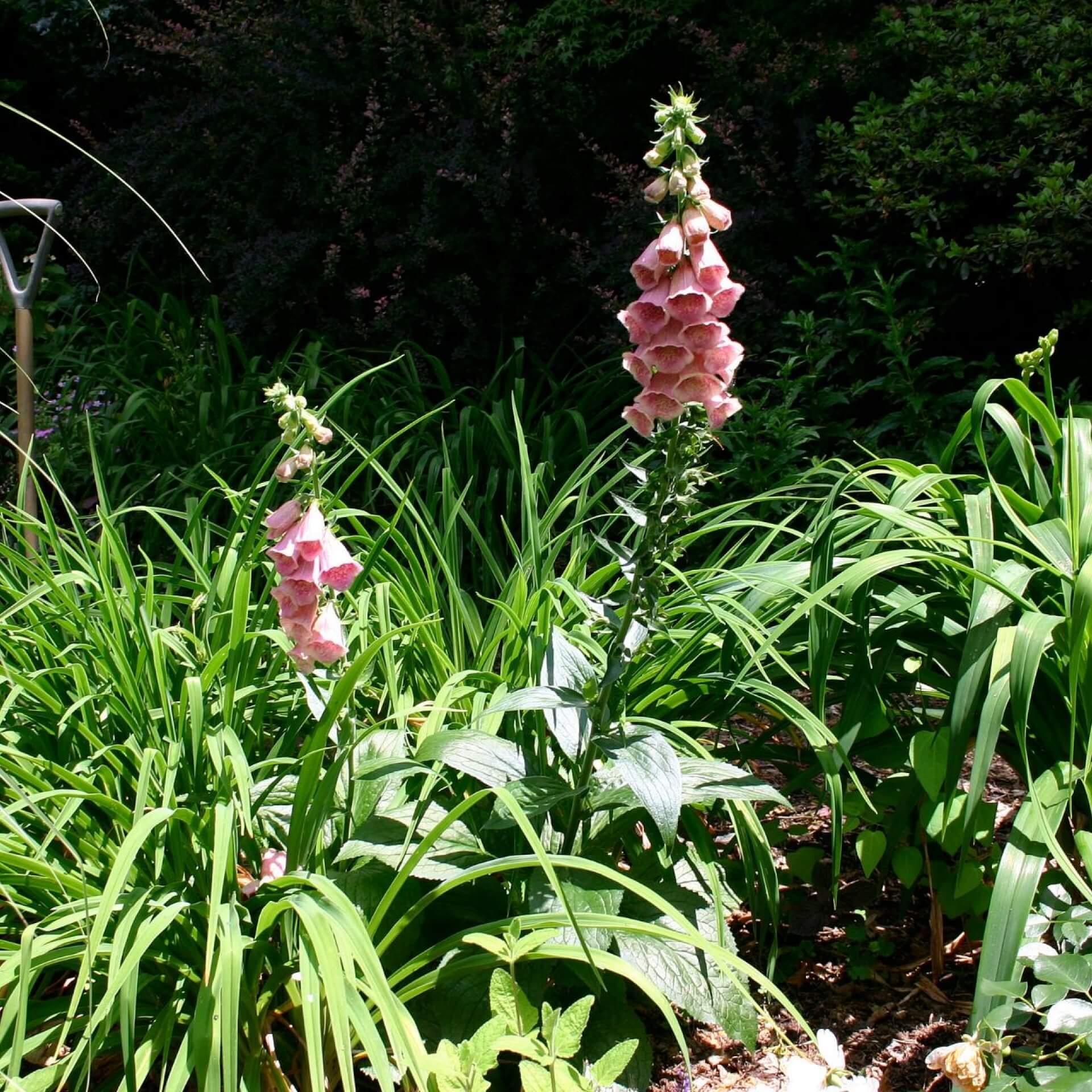 Mehrjähriger Fingerhut (Digitalis x mertonensis)