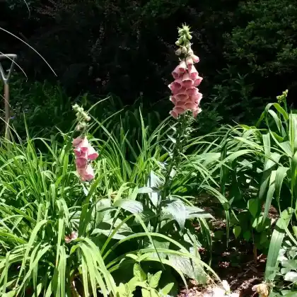 Foto von Mehrjähriger Fingerhut (Digitalis x mertonensis)
