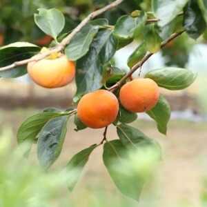 Diospyros kaki