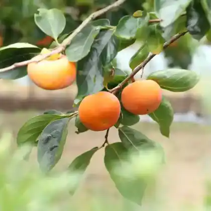 Foto von Kaki (Diospyros kaki)