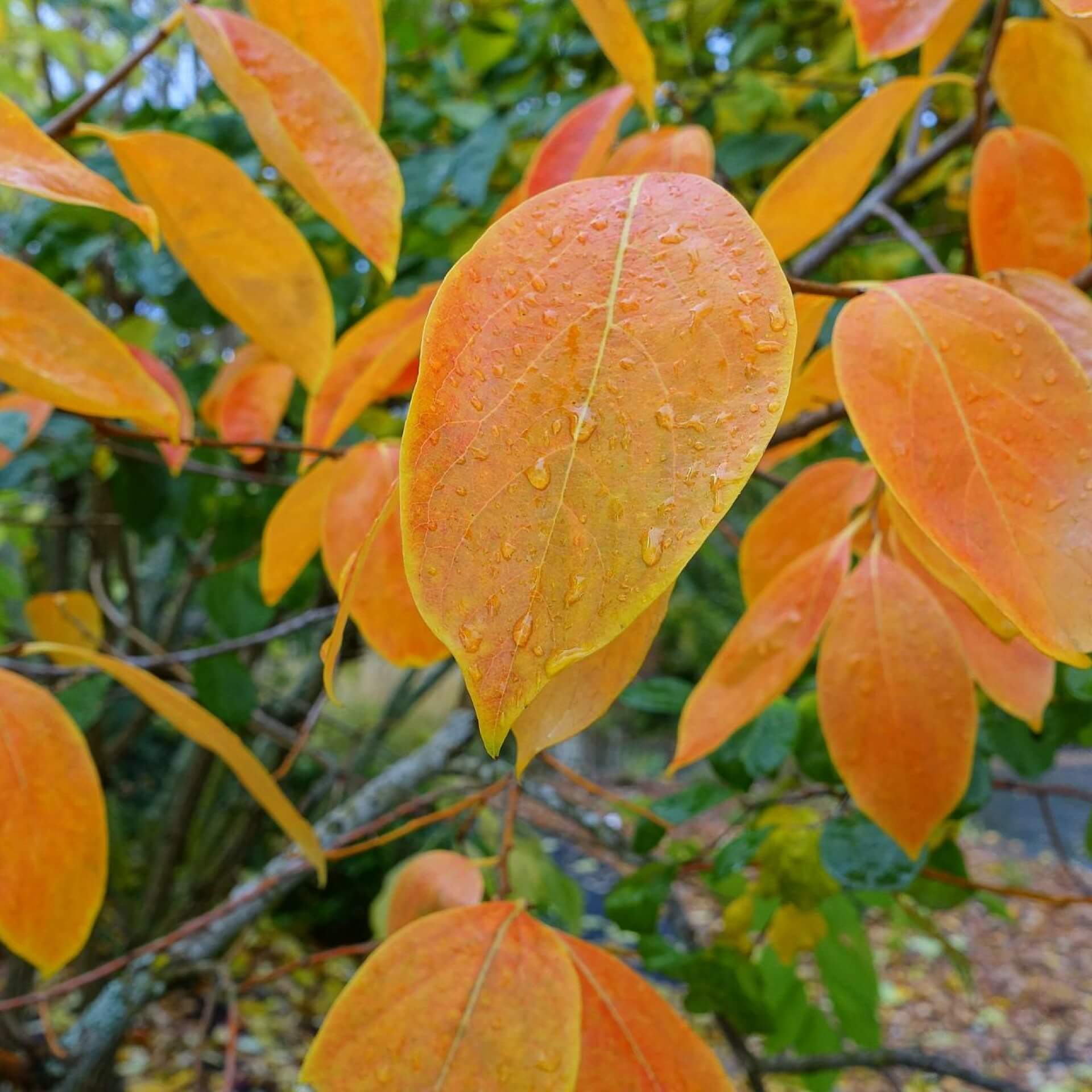 Kaki 'Nikitas Gift' (Diospyros kaki 'Nikitas Gift')