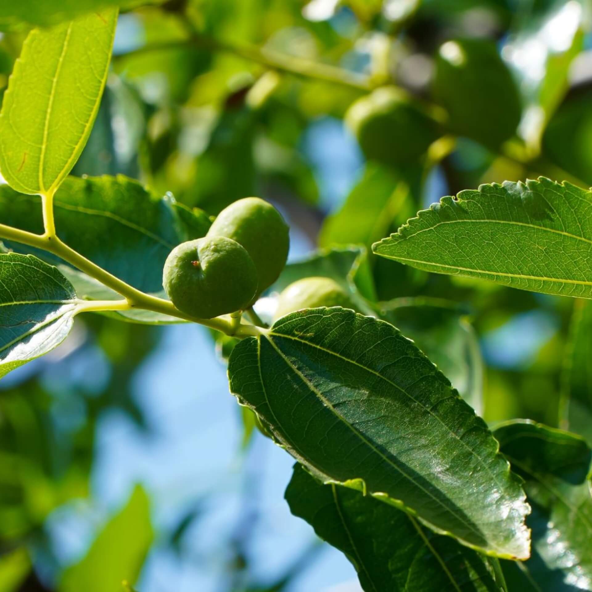 Kaki 'Rosseyanka' (Diospyros kaki 'Rosseyanka')