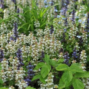 Ajuga reptans 'Alba'