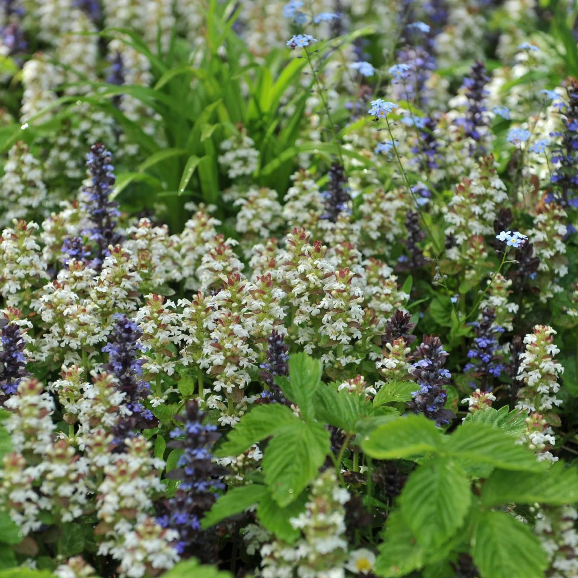 Weißblühender Günsel 'Alba' (Ajuga reptans 'Alba')