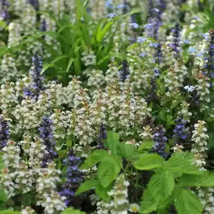 Foto von Weißblühender Günsel 'Alba' (Ajuga reptans 'Alba')