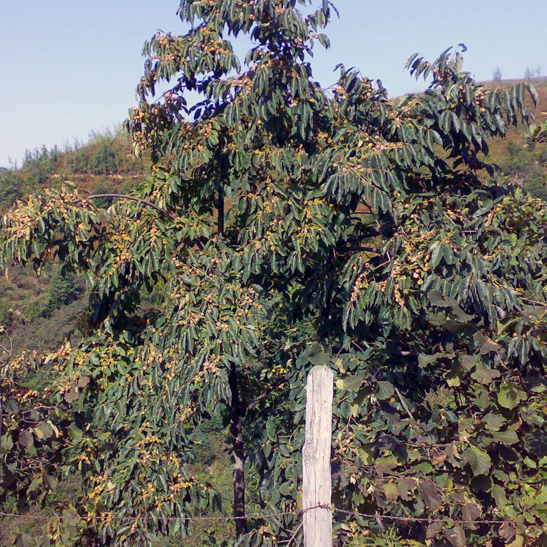 Lotuspflaume (Diospyros lotus)