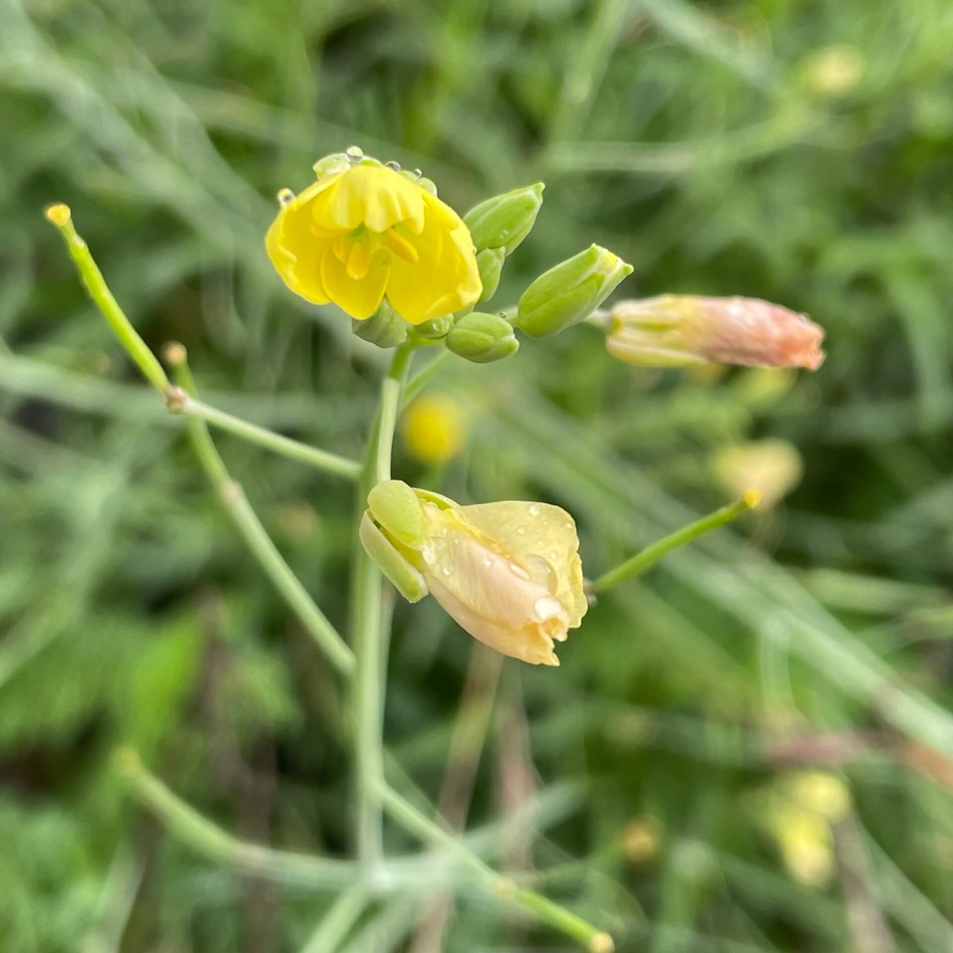 Schmalblättriger Doppelsame (Diplotaxis tenuifolia)