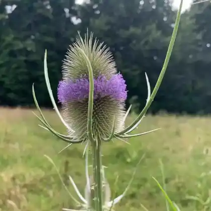 Foto von Wilde Karde (Dipsacus fullonum)