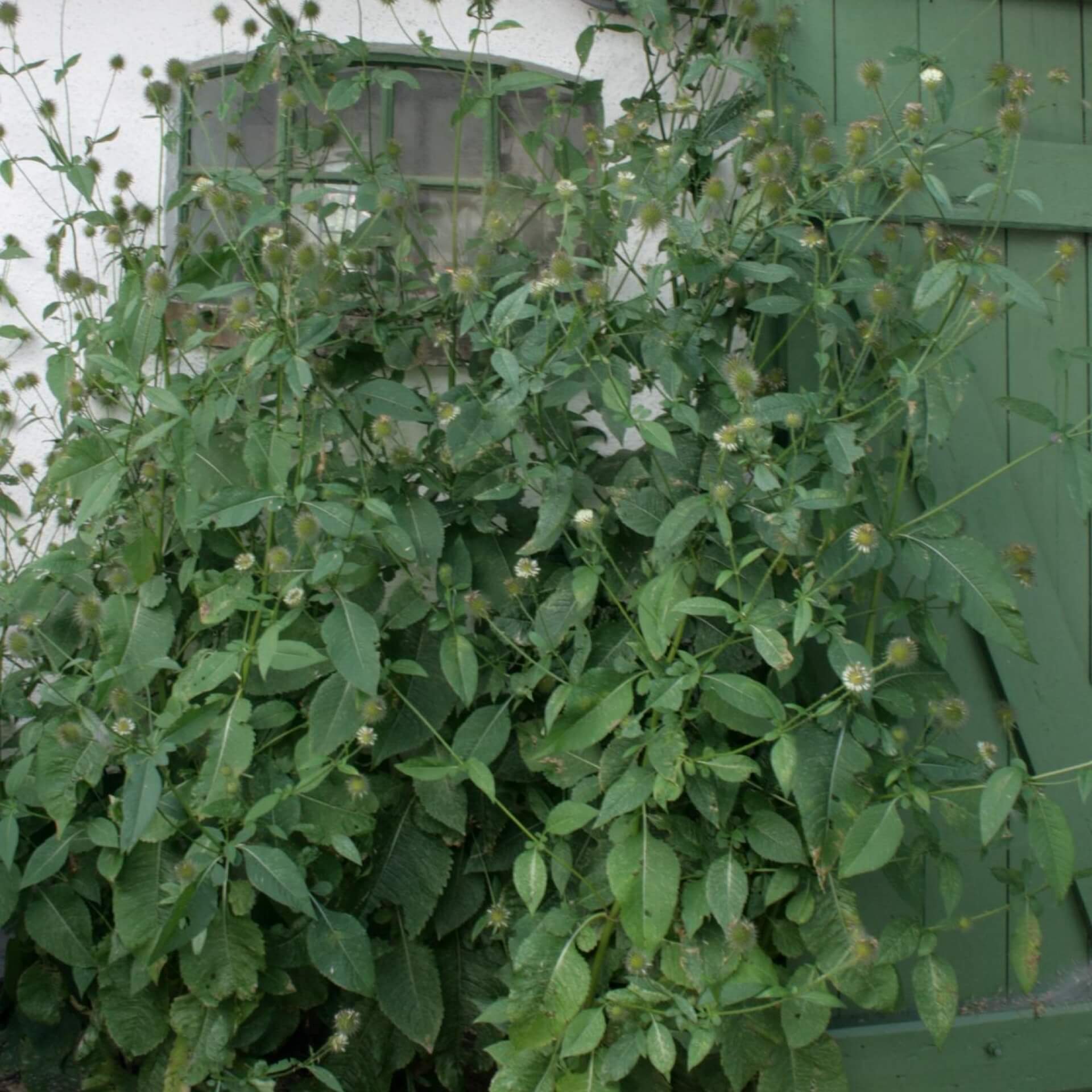 Behaarte Karde (Dipsacus pilosus)