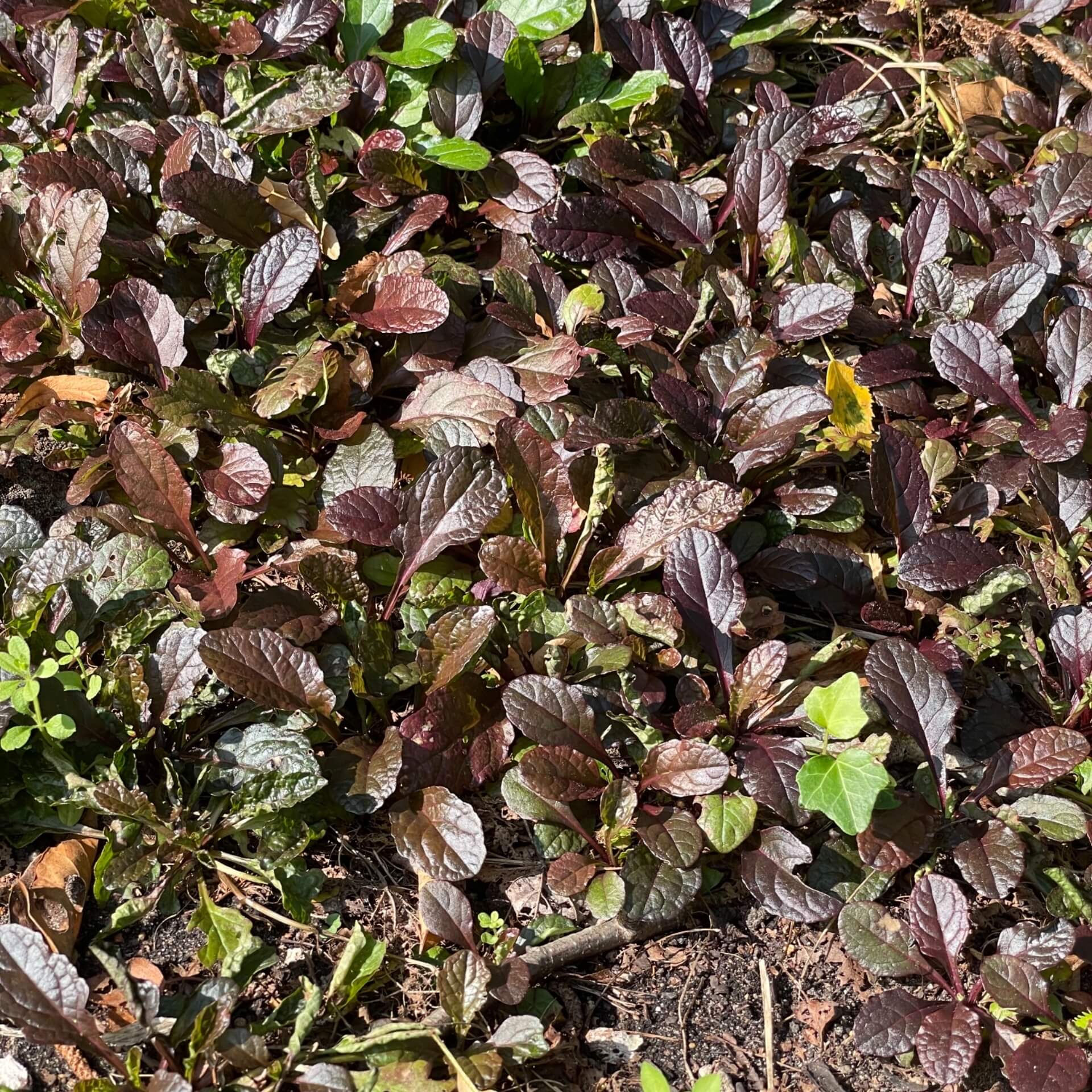 Rotblättriger Günsel 'Atropurpurea' (Ajuga reptans 'Atropurpurea')