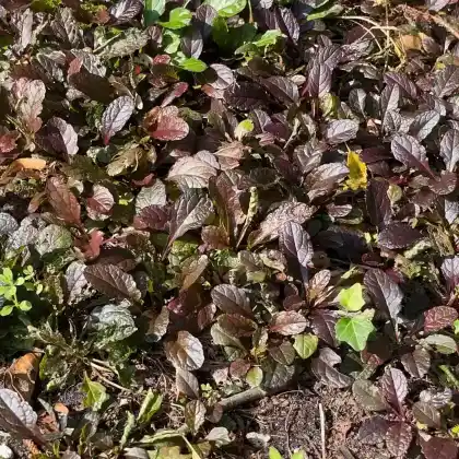 Foto von Rotblättriger Günsel 'Atropurpurea' (Ajuga reptans 'Atropurpurea')