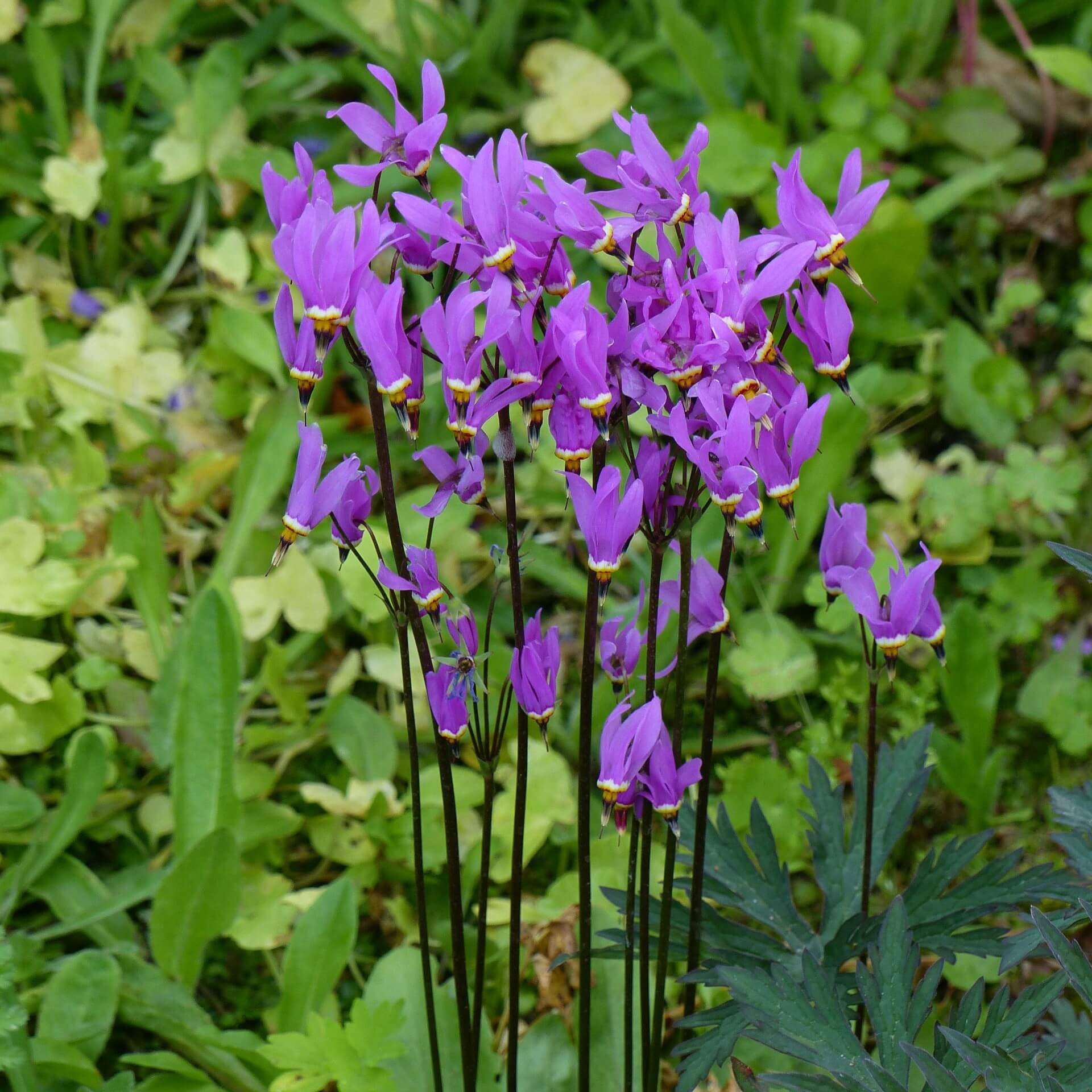 Sternschnuppenblume (Dodecatheon meadia)