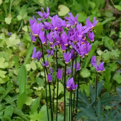 Foto von Sternschnuppenblume (Dodecatheon meadia)