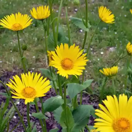Foto von Kaukasus-Gemswurz (Doronicum orientale)