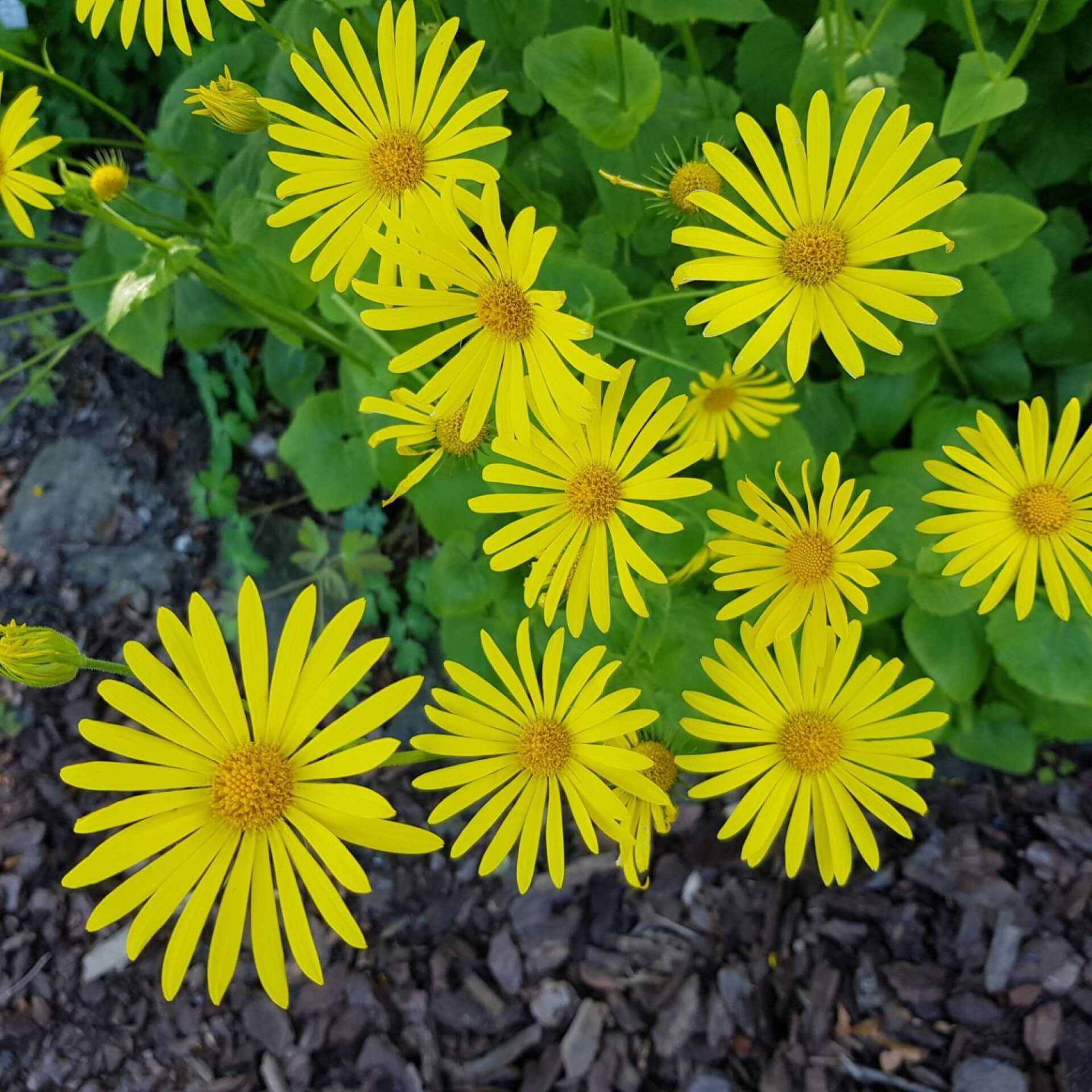 Gemswurz 'Magnificum' (Doronicum orientale 'Magnificum')