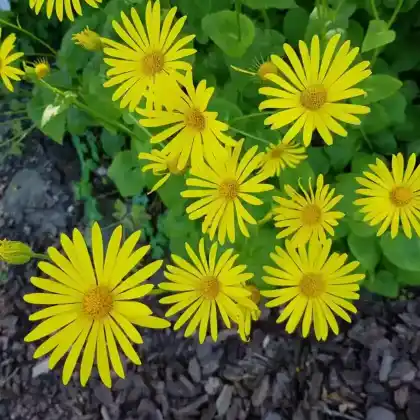 Foto von Gemswurz 'Magnificum' (Doronicum orientale 'Magnificum')