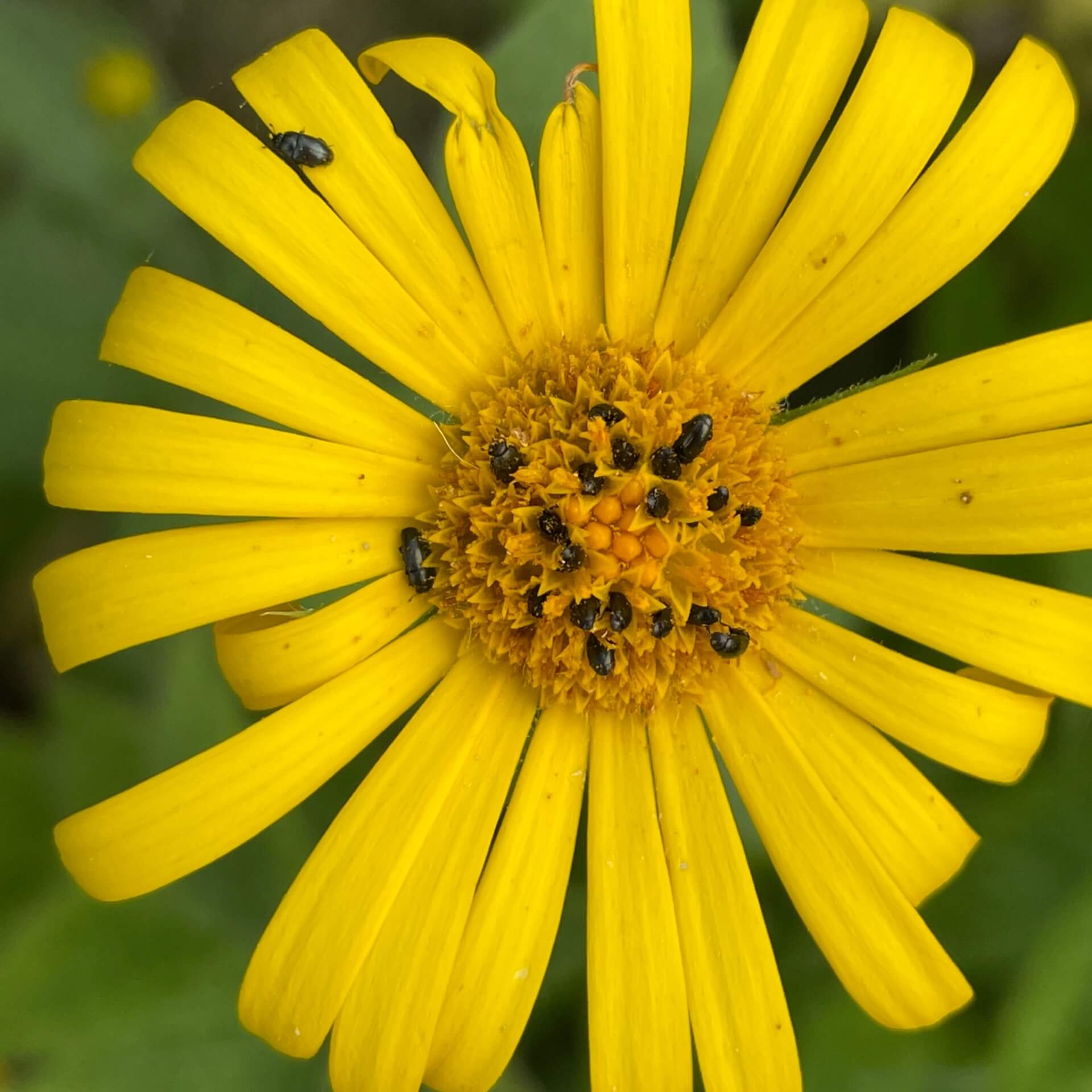 Kriechende Gämswurz (Doronicum pardalianches)