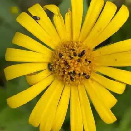 Foto von Kriechende Gämswurz (Doronicum pardalianches)