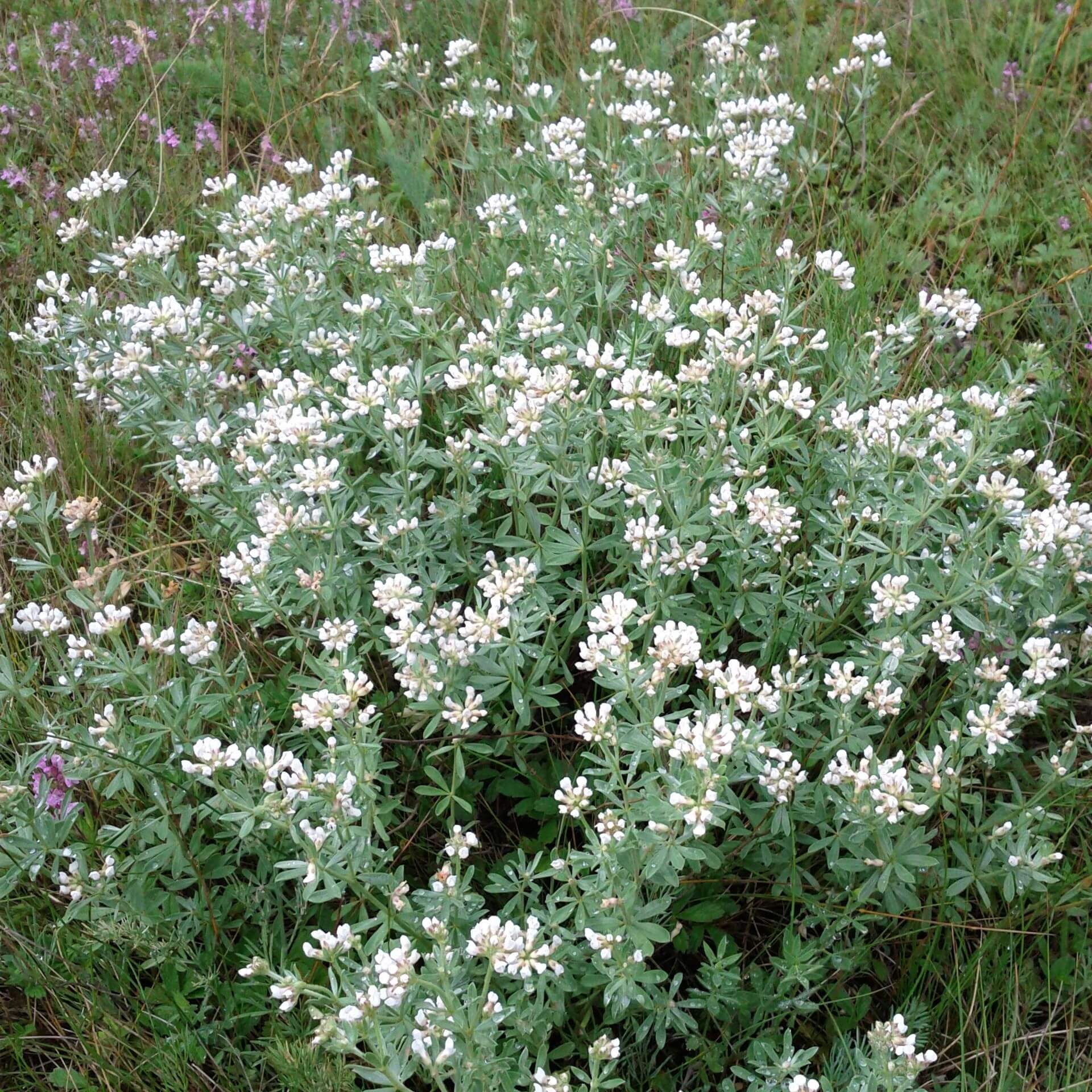 Seiden-Backenklee (Dorycnium germanicum ssp.pentaphyllum)