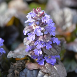 Ajuga reptans 'Braunherz'