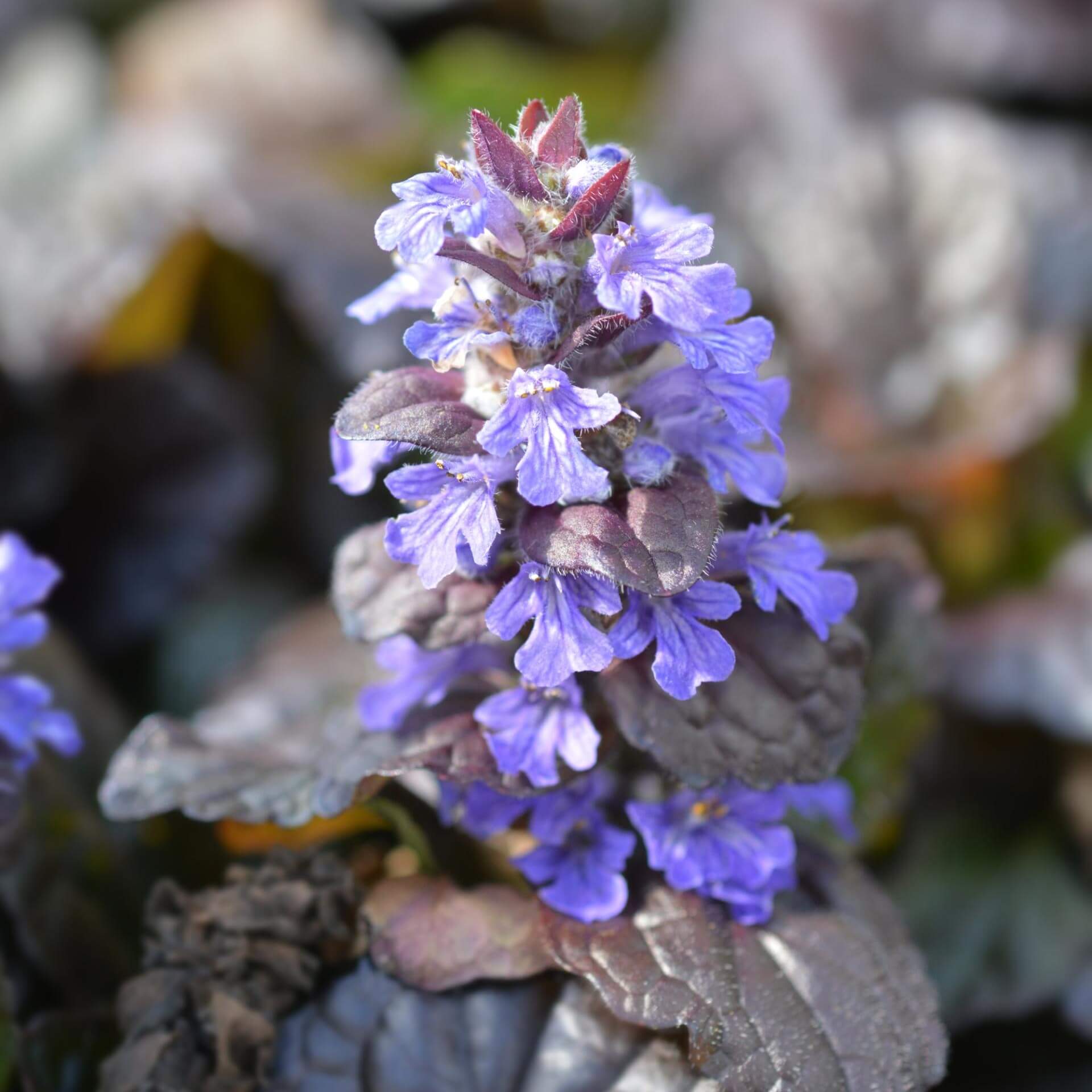 Rotblättriger Günsel 'Braunherz' (Ajuga reptans 'Braunherz')