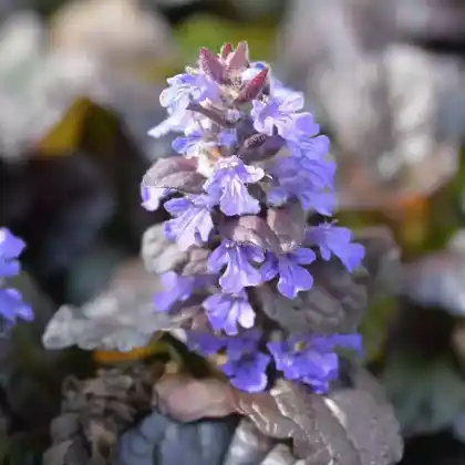 Foto von Rotblättriger Günsel 'Braunherz' (Ajuga reptans 'Braunherz')