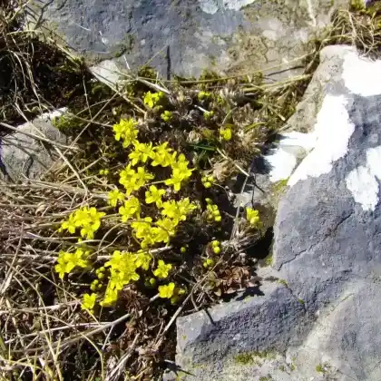 Foto von Immergrünes Felsenblümchen (Draba aizoides)