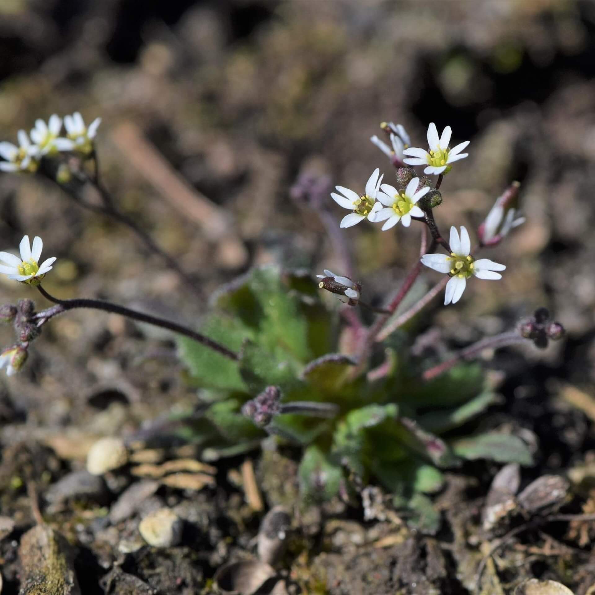 Frühlings-Hungerblümchen (Draba verna)