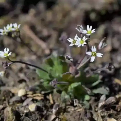 Foto von Frühlings-Hungerblümchen (Draba verna)