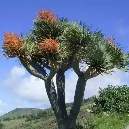 Foto von Drachenbaum (Dracaena draco)