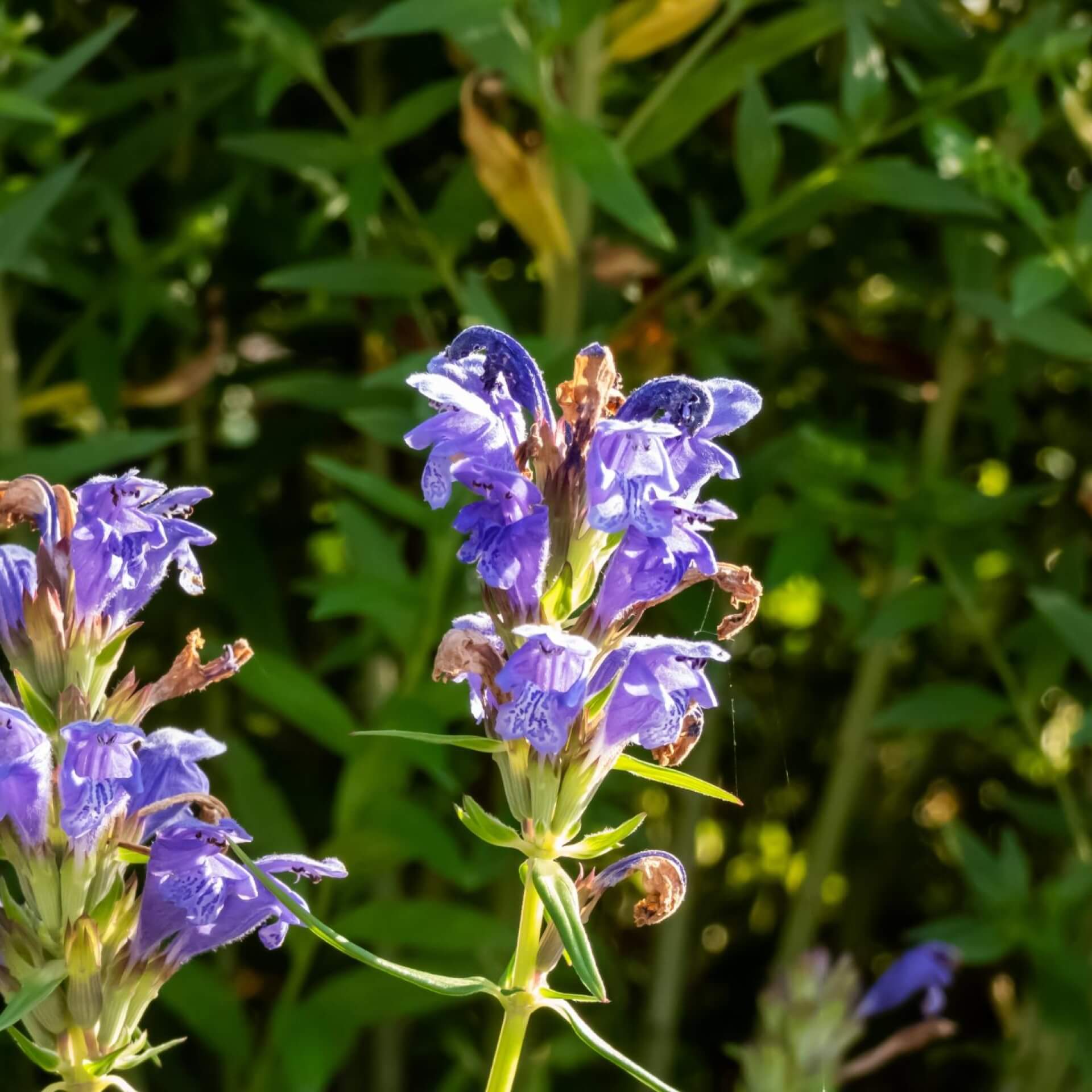 Nordischer Drachenkopf (Dracocephalum ruyschiana)