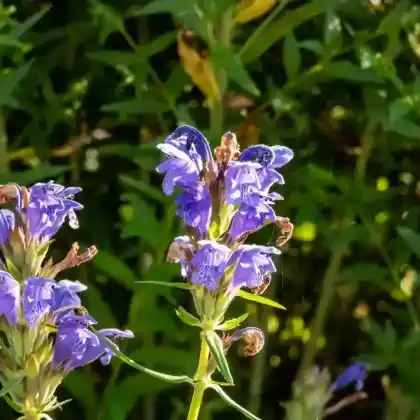 Foto von Nordischer Drachenkopf (Dracocephalum ruyschiana)