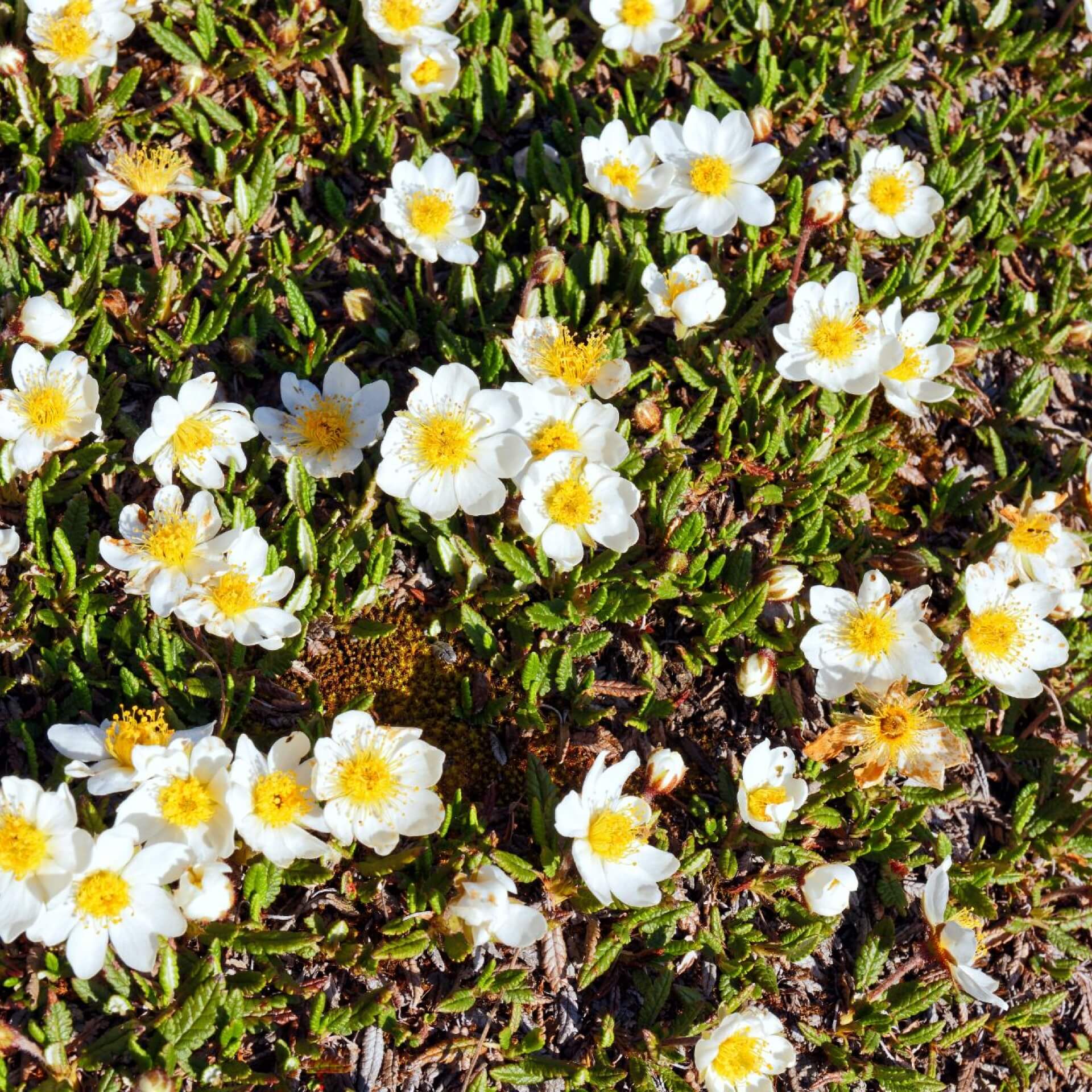 Weiße Silberwurz (Dryas octopetala)