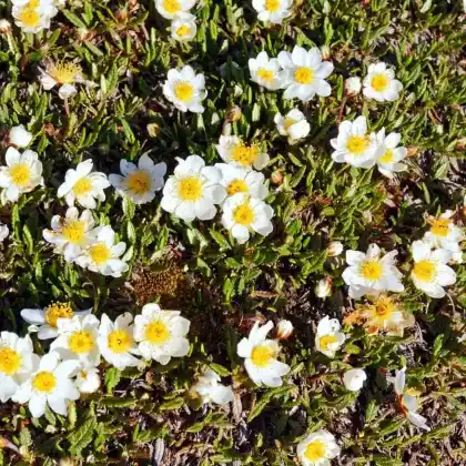 Foto von Weiße Silberwurz (Dryas octopetala)