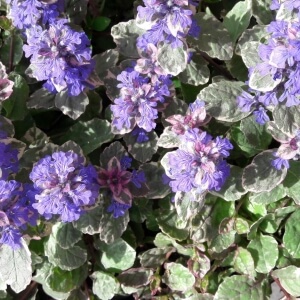Ajuga reptans 'Burgundy Glow'