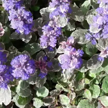Foto von Mehrfarbiger Günsel 'Burgundy Glow' (Ajuga reptans 'Burgundy Glow')