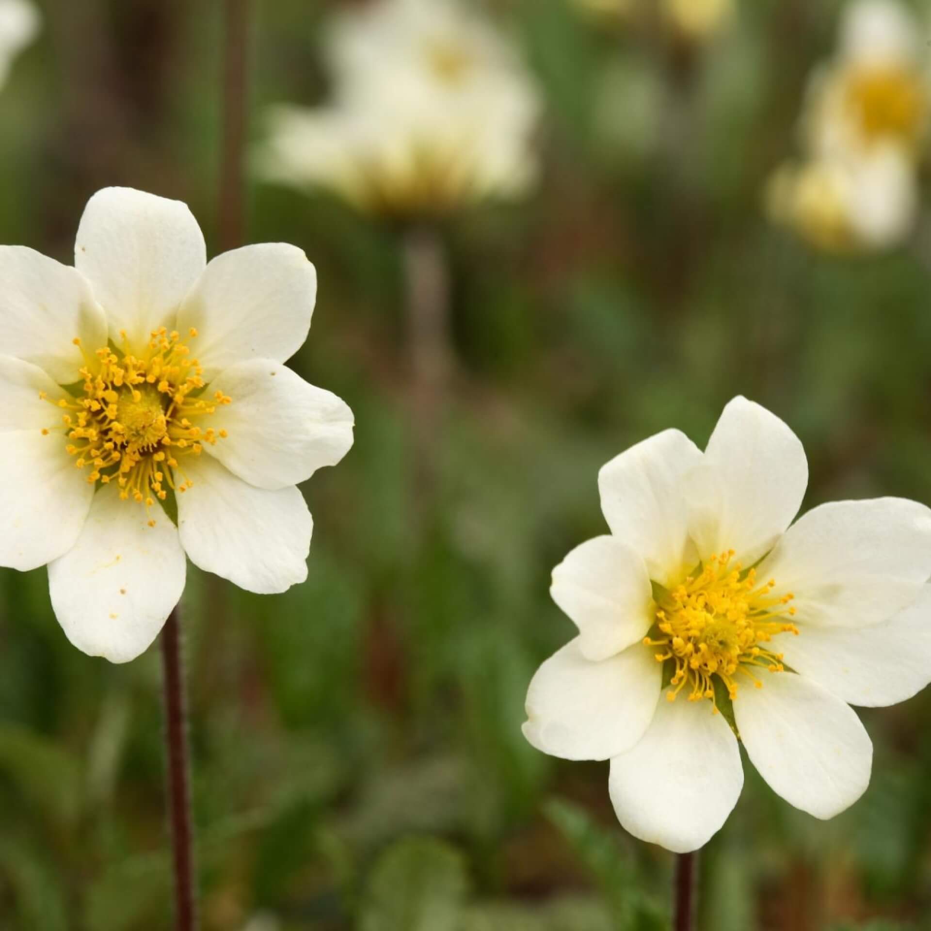 Garten-Silberwurz (Dryas x suendermannii)