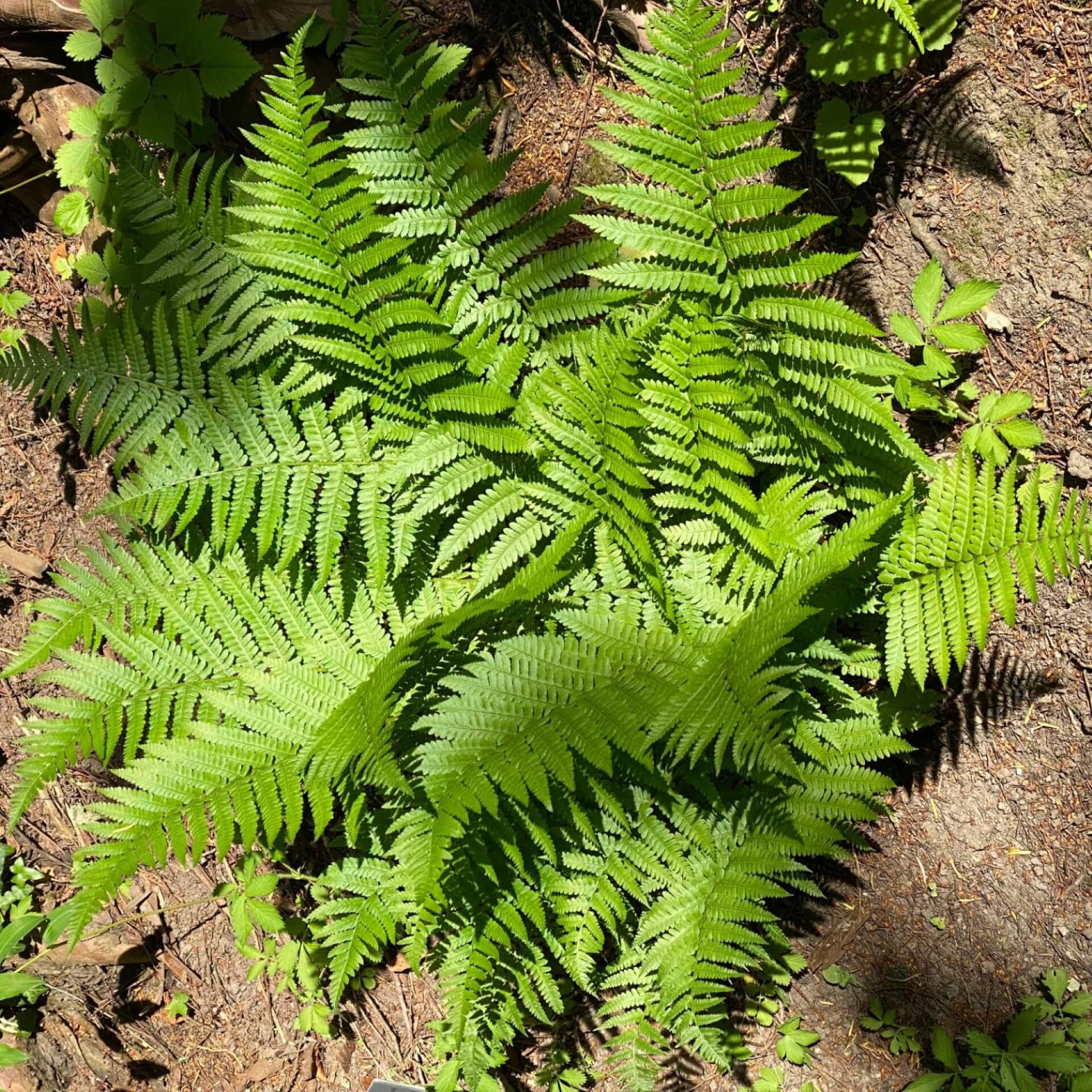 Heimischer Goldschuppenfarn (Dryopteris affinis)