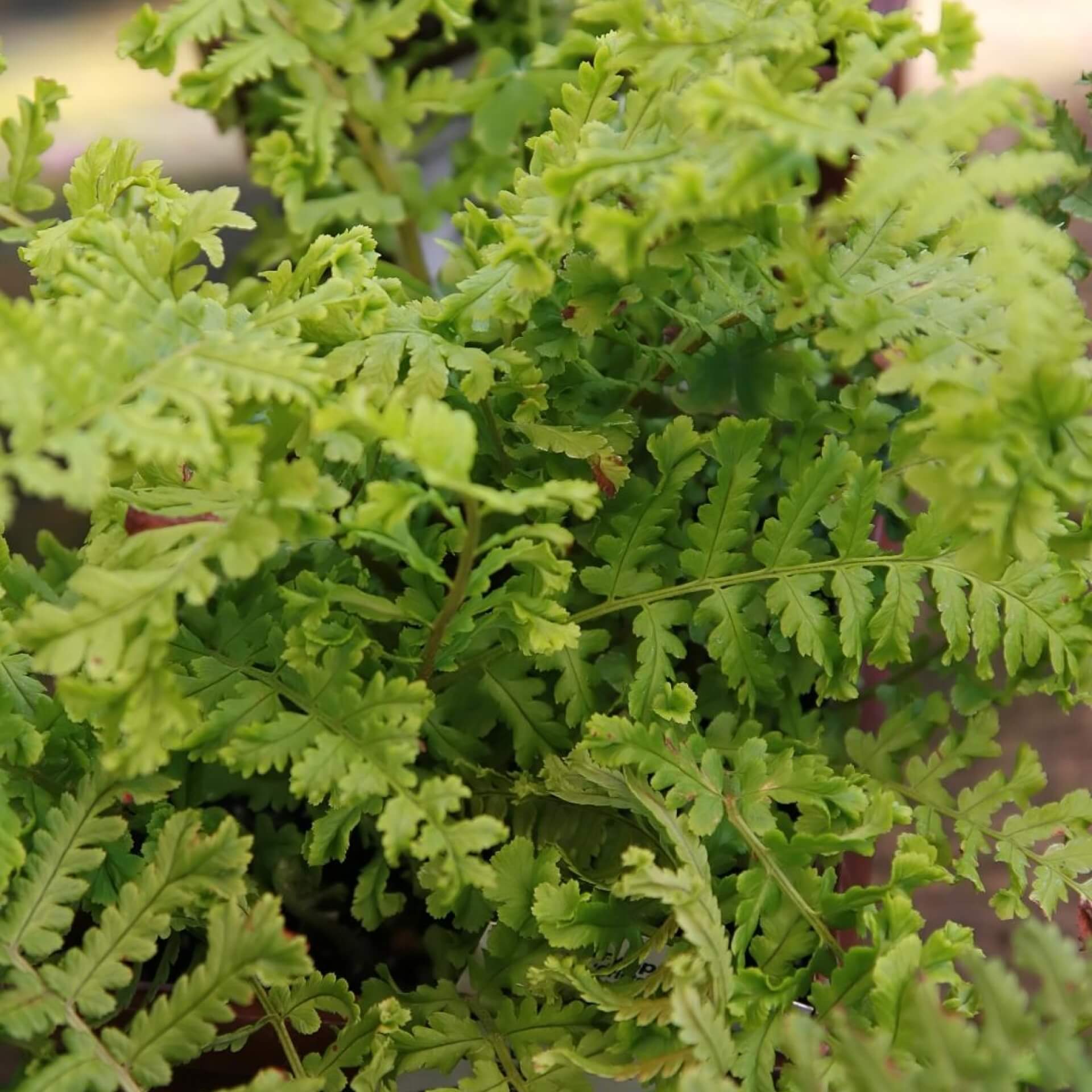 Goldschuppenfarn 'Cristata' (Dryopteris affinis 'Cristata')