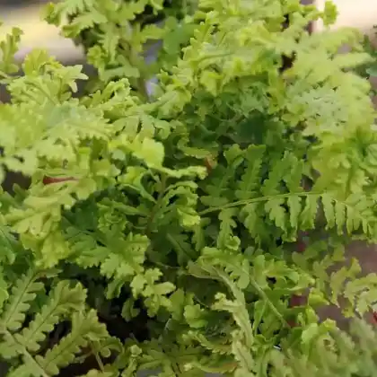 Foto von Goldschuppenfarn 'Cristata' (Dryopteris affinis 'Cristata')